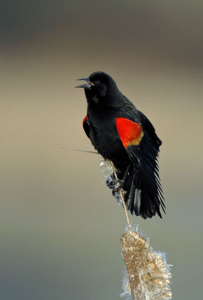 Red winged blackbird, bird photography. Free public domain CC0 image.