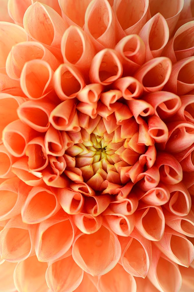 Orange dahlia, flower close up background 