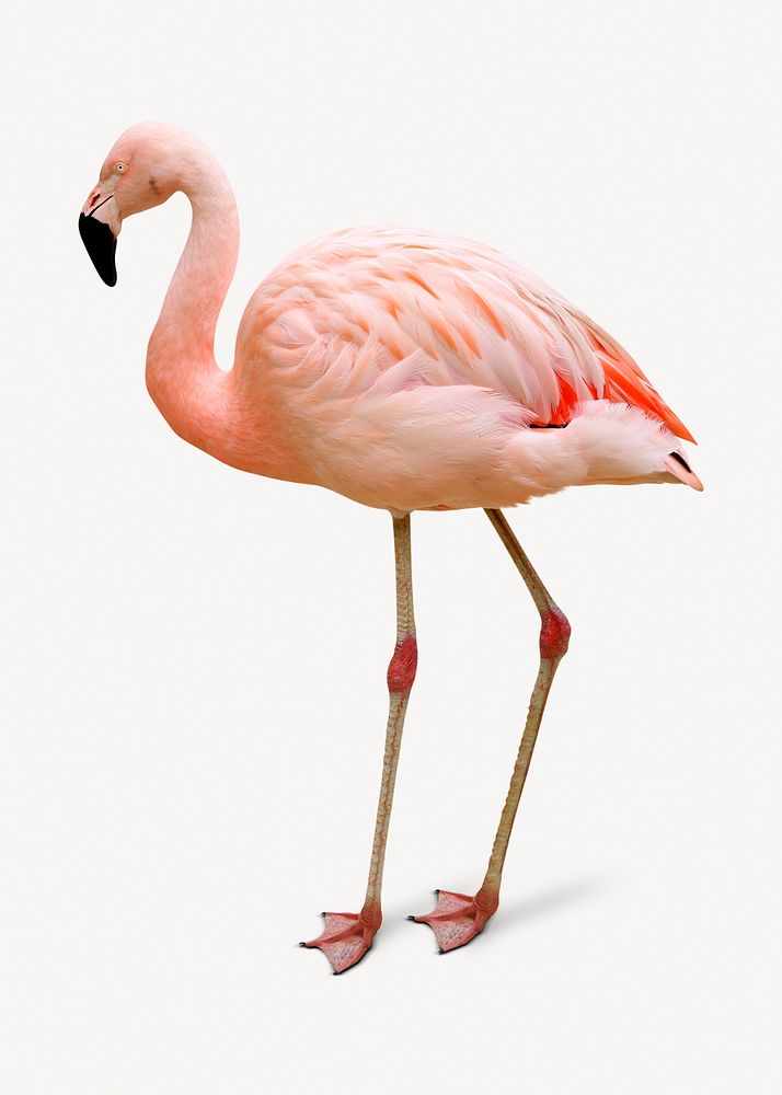 Flamingo isolated on white, real animal design psd