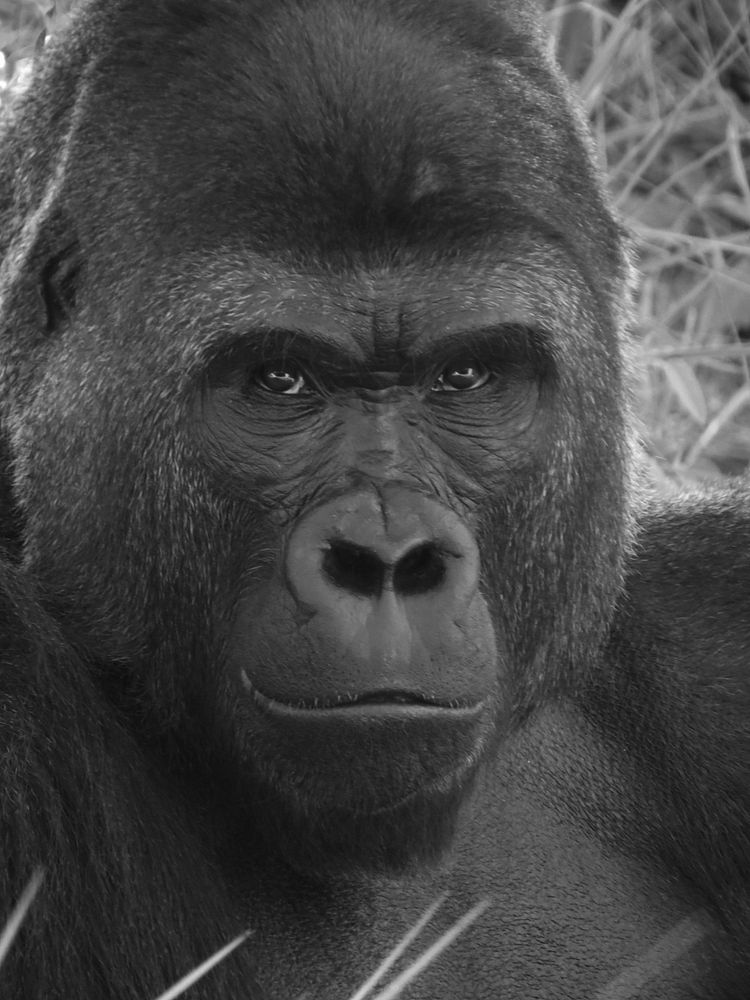 Gorilla photo. Free public domain CC0 image.