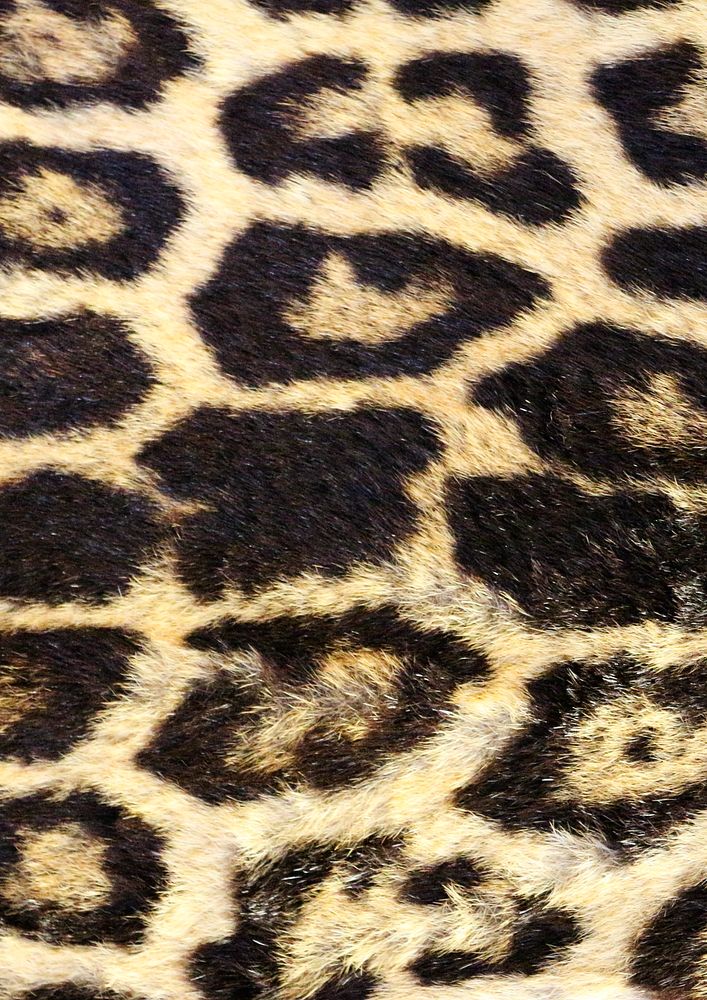 Leopard pattern, real texture, animal close up background