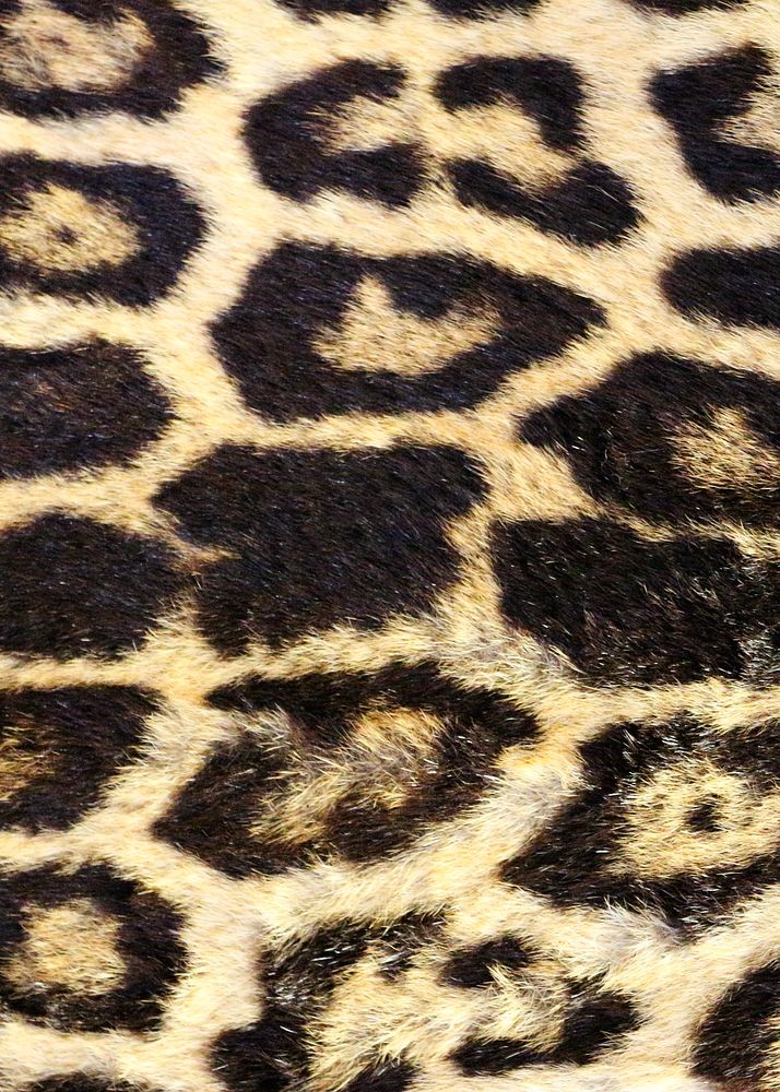 Leopard pattern, real texture, animal close up background