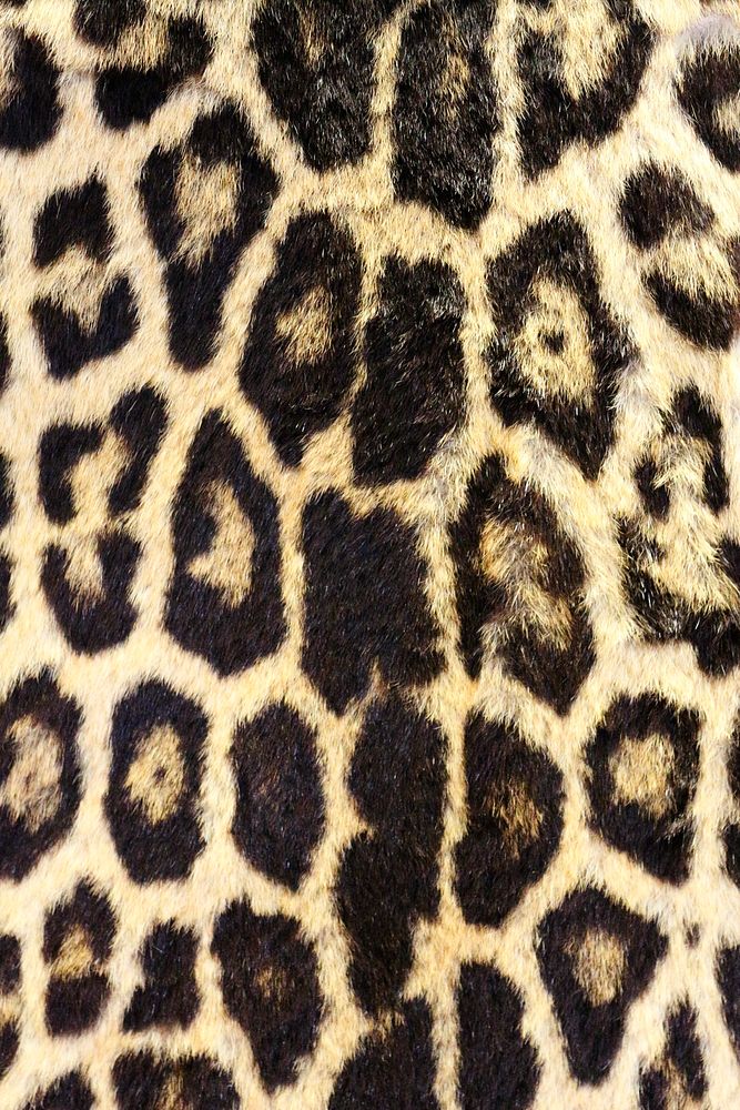 Leopard pattern, real skin background