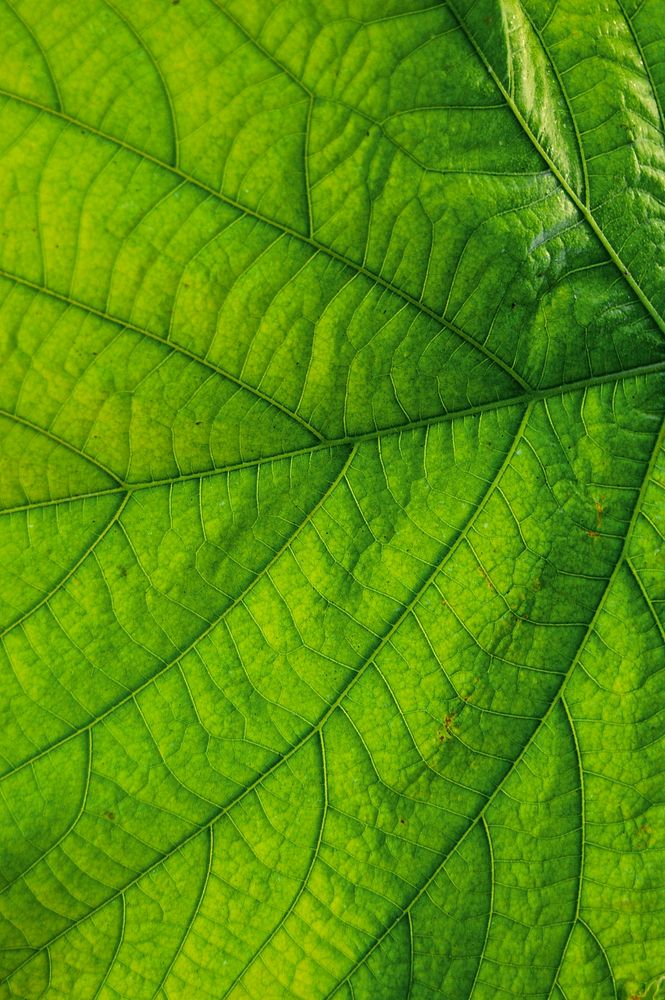 Green leaf macro, nature background design