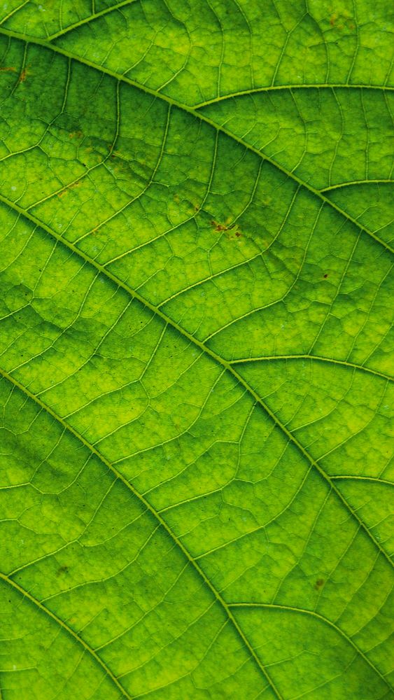 Green leaf texture phone wallpaper, high definition background