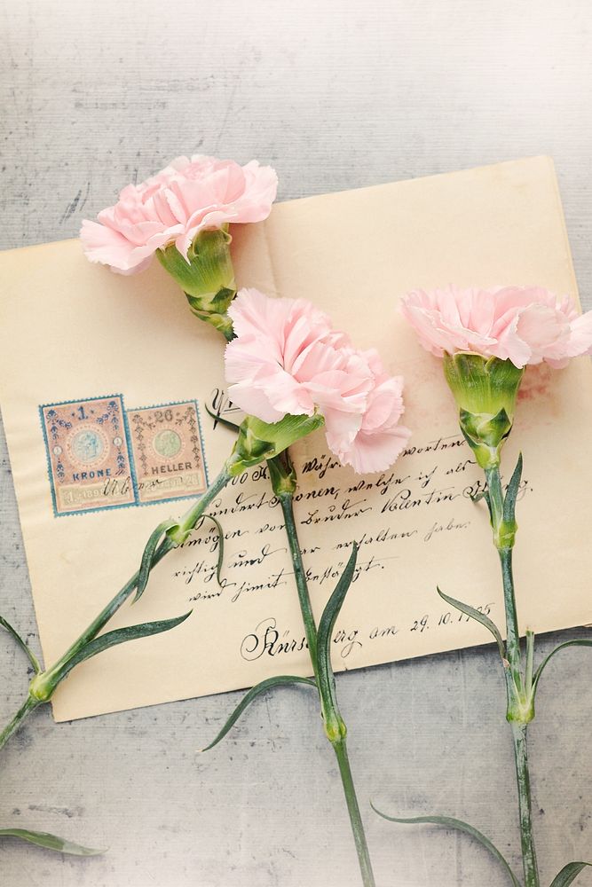 Pink carnations and envelope. Free public domain CC0 image.