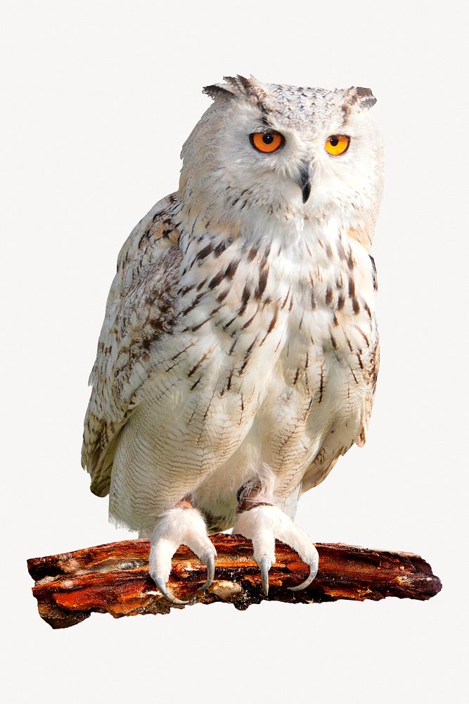 Owl isolated on white, Eurasian eagle species