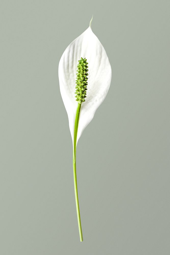 White peace lily, flower collage element psd