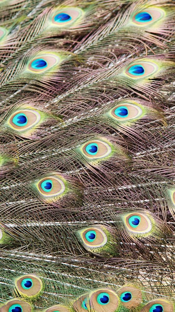 Peacock feather pattern mobile wallpaper, aesthetic high definition background