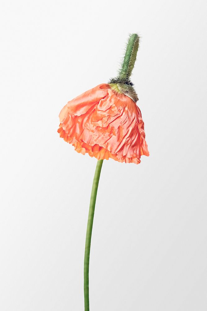 Blooming orange poppy, flower clipart