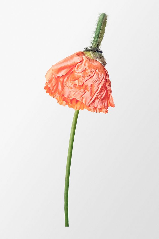 Blooming orange poppy, flower clipart psd