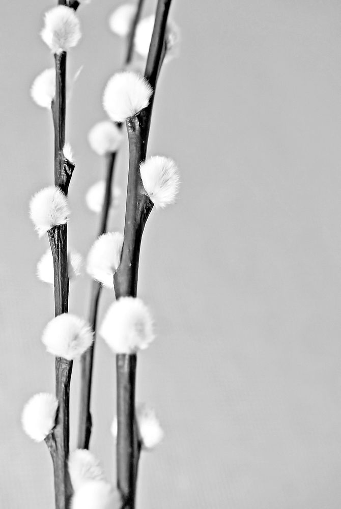Dried willow grayscale. Free public domain CC0 image.