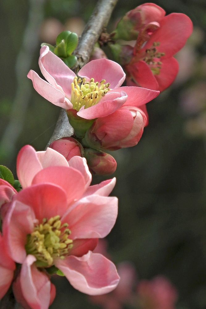 Quince flower. Free public domain CC0 image.