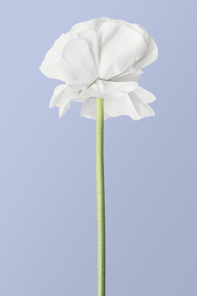 Blooming white ranunculus, flower clipart