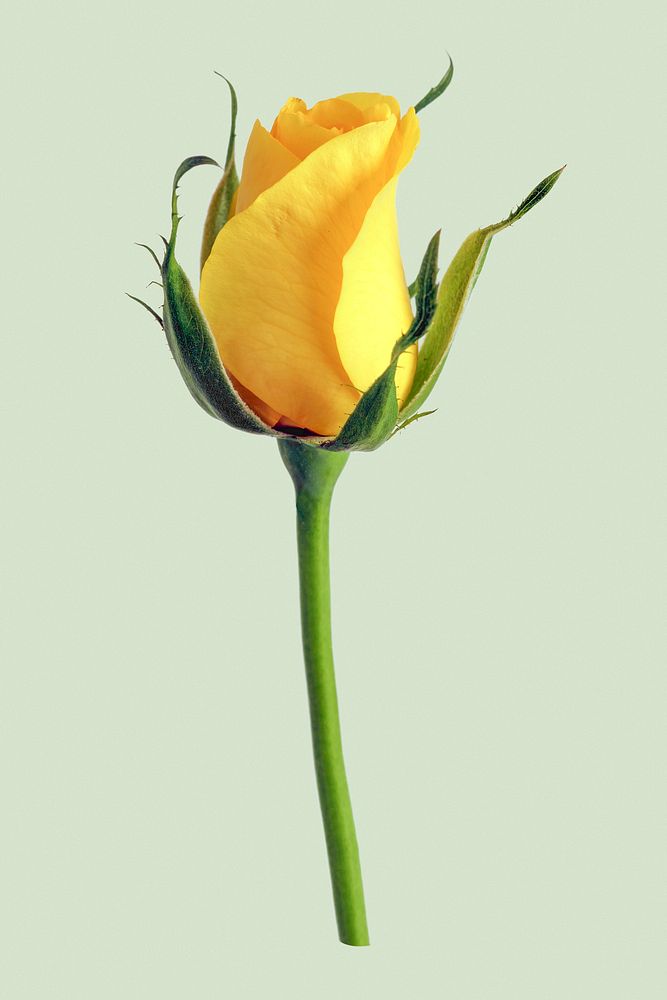 Yellow rose, flower clipart psd