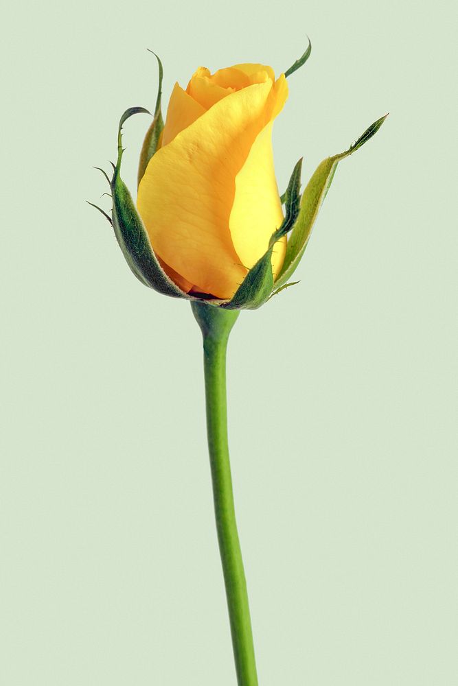 Yellow rose, blooming flower clipart