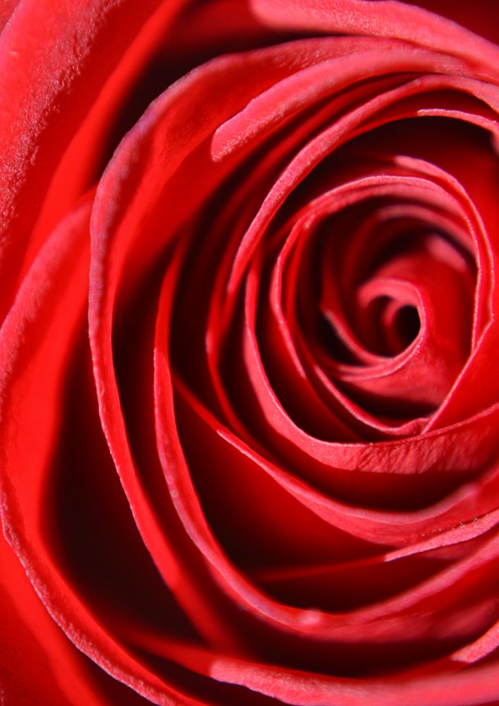 Rose background, aesthetic close up design