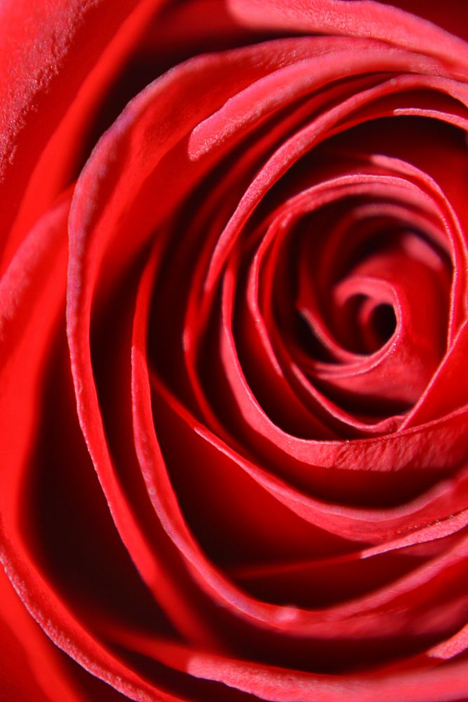 Aesthetic rose close up background, red design 