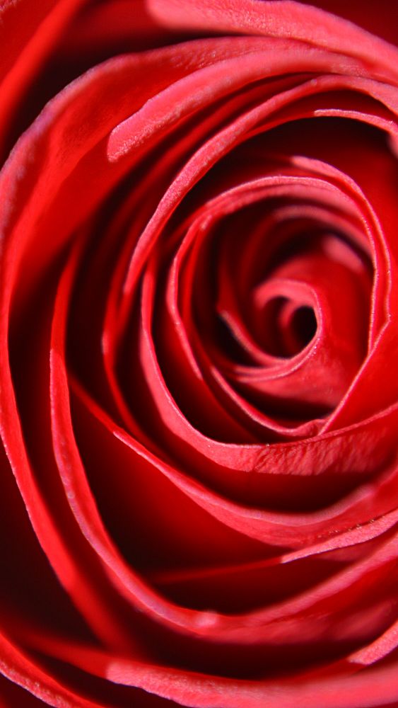 Red rose flower mobile wallpaper, aesthetic high definition background