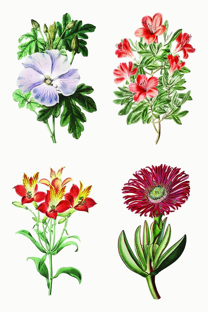 Summer flowers vector vintage botanical set