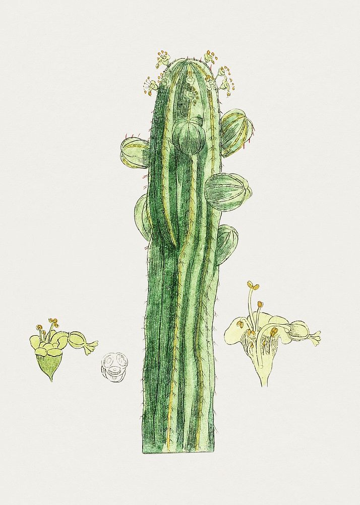 Antique illustration of peuphorbia ofticinarum