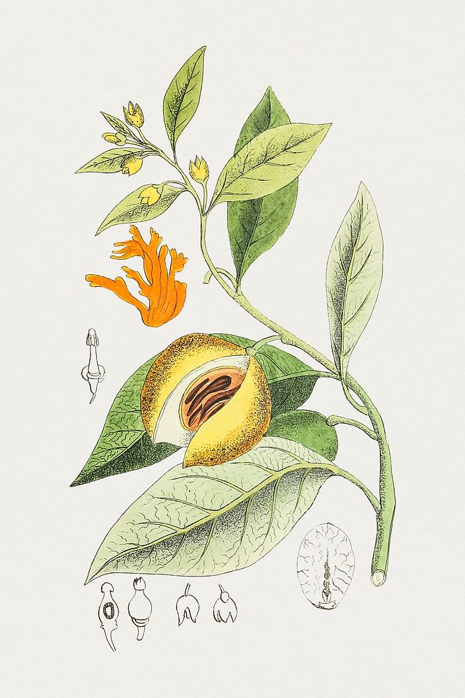 Antique illustration of myristica aromatica