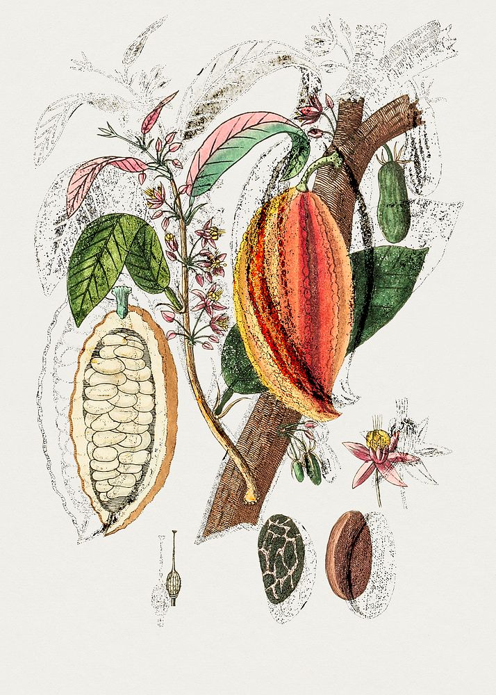 Antique illustration of theobroma cacao