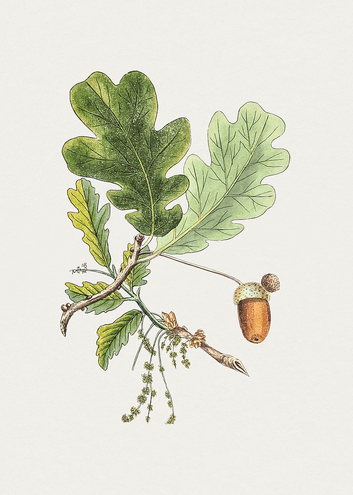 Antique illustration of quercus pedunculata