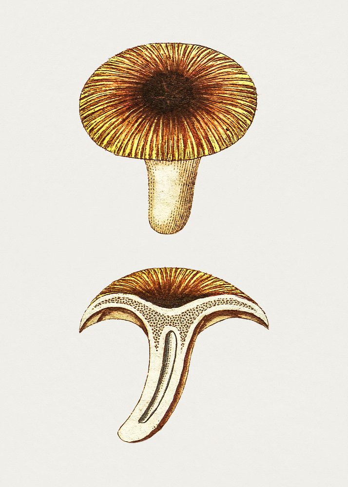 Antique illustration of agaricus forminosus