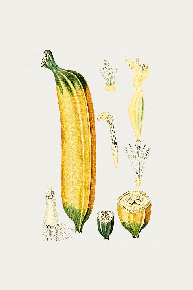 Antique illustration of Banana