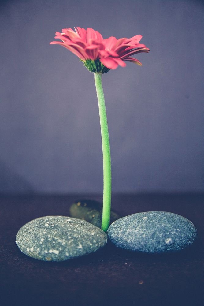 Gerbera flower and stones