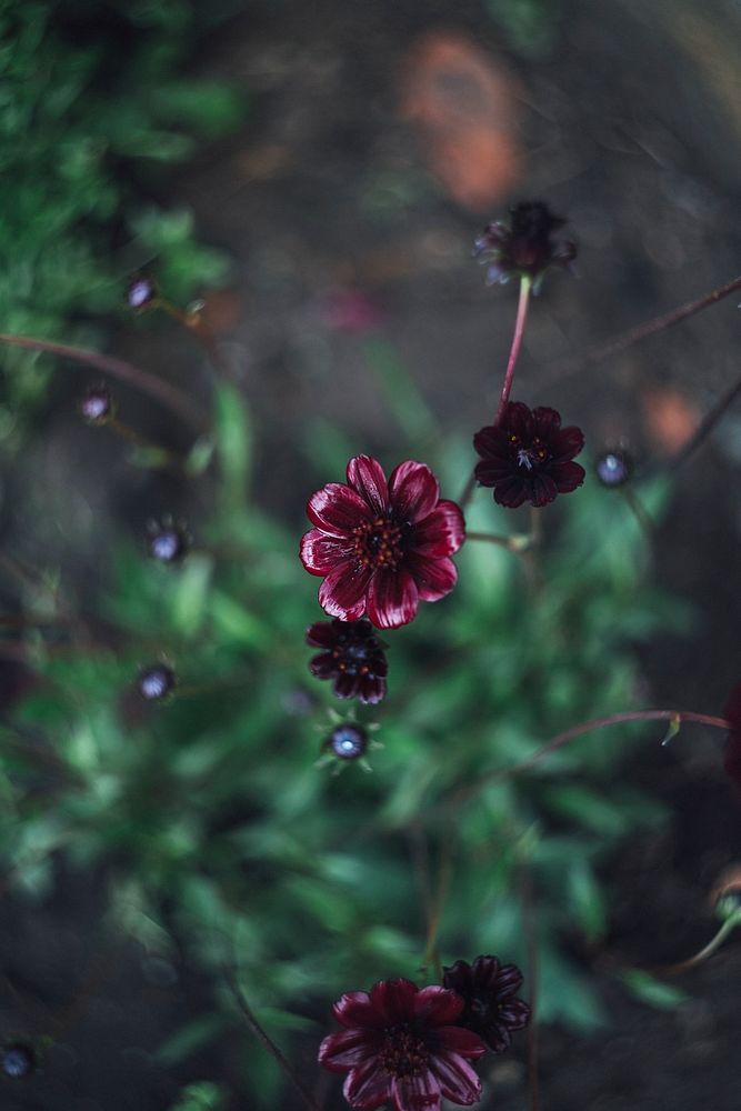 Closeup of beautiful red flowers