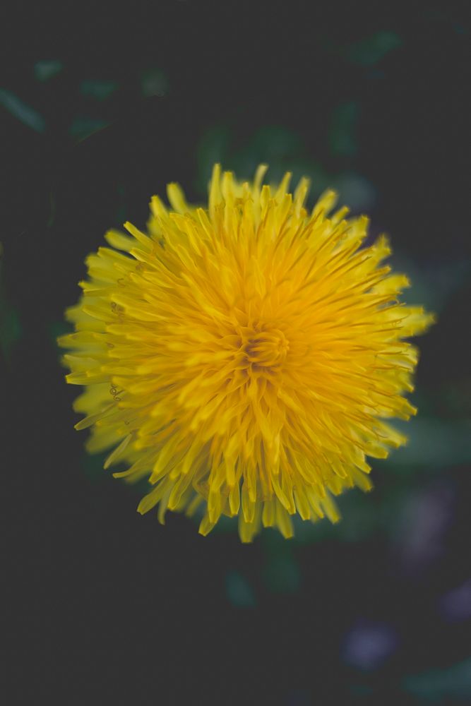 Close up of a Dandelion