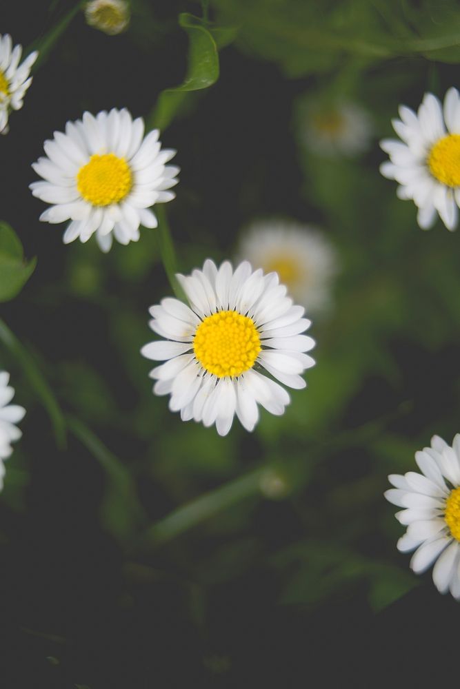 Tiny white daisy flowers