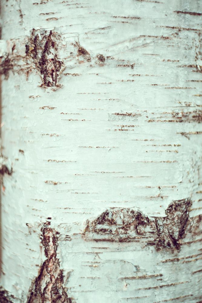 Close up of a birch tree