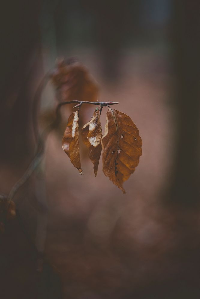 Dried leaves on a branch