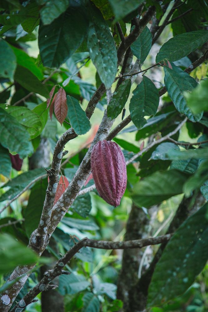 Cacao pod growing on a tree