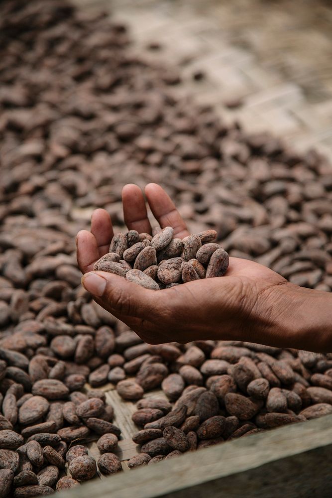Roasted cacao beans at a farm