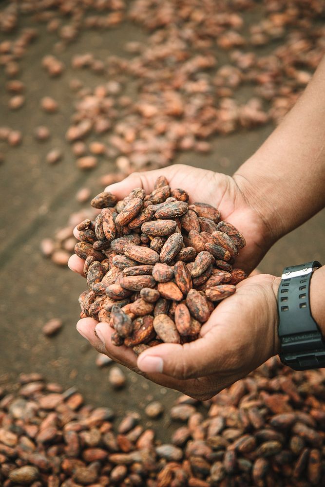 Roasted cacao beans at a farm