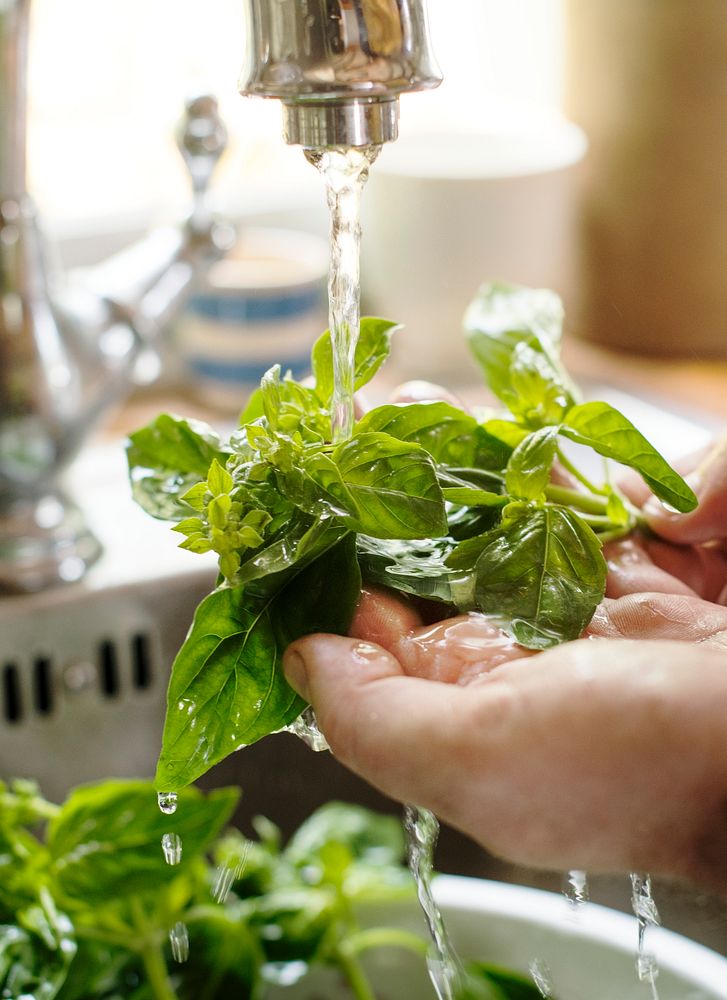 A person washing basil under running water food photography recipe idea