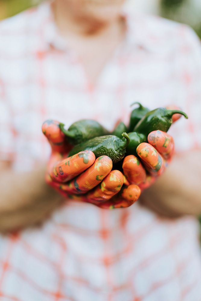 Senior woman holding organic jalapeno peppers from her own garden