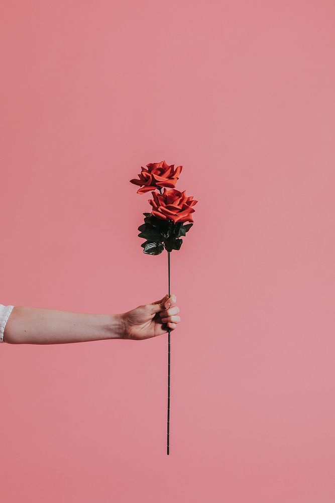 Beautiful red rose for valentines day