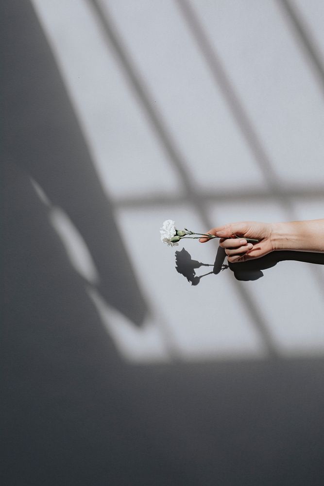 Woman holding a white carnation against a white wall
