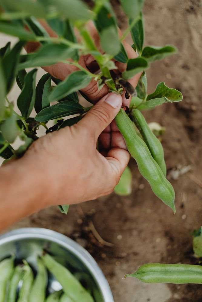 Man picking fresh bean pods in the field