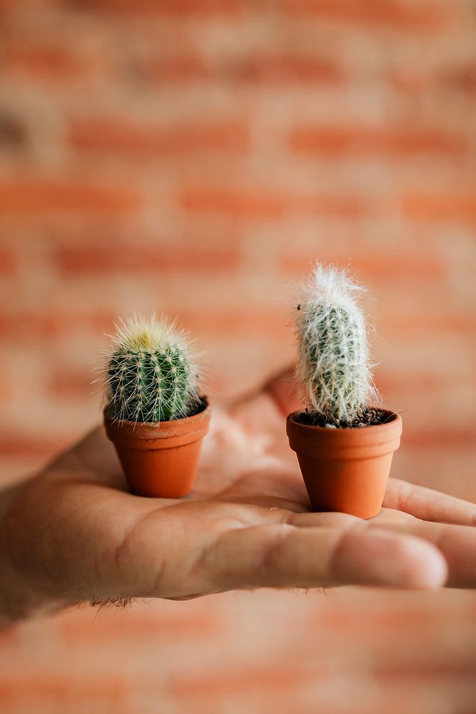Cute tiny cacti on a hand