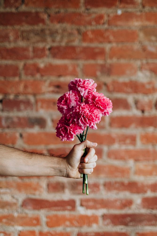 Hand holding a bouquet of pink carnations