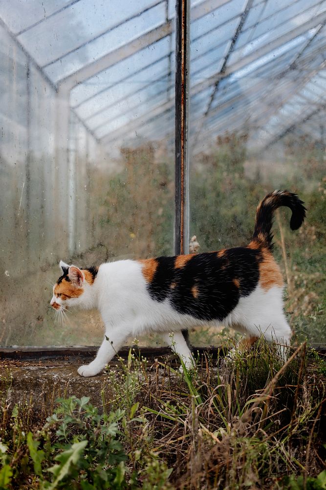 Domestic cat walking near an old glasshouse