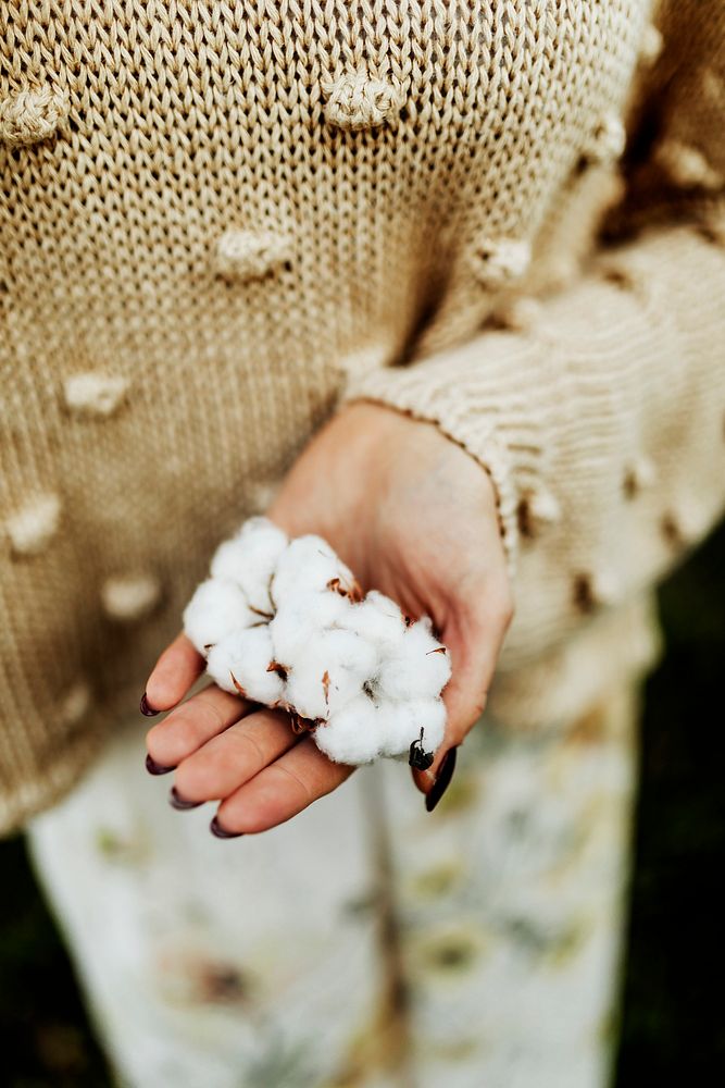 Cotton flowers on a woman's hand