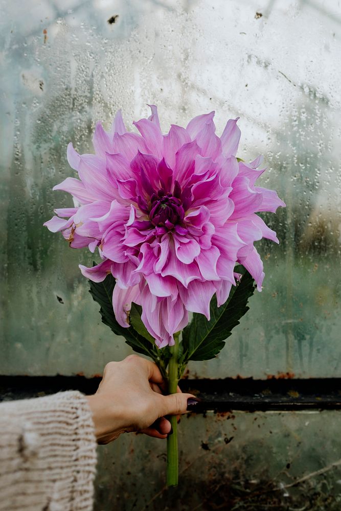 Woman holding a pink chrysanthemum dendranthema