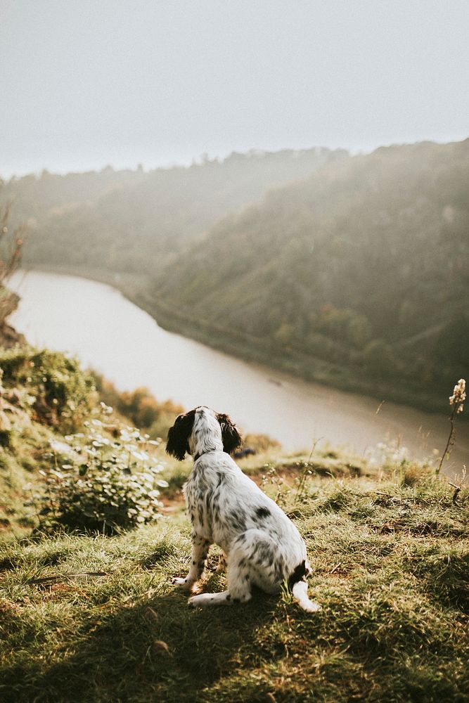 Dog on a hike in nature